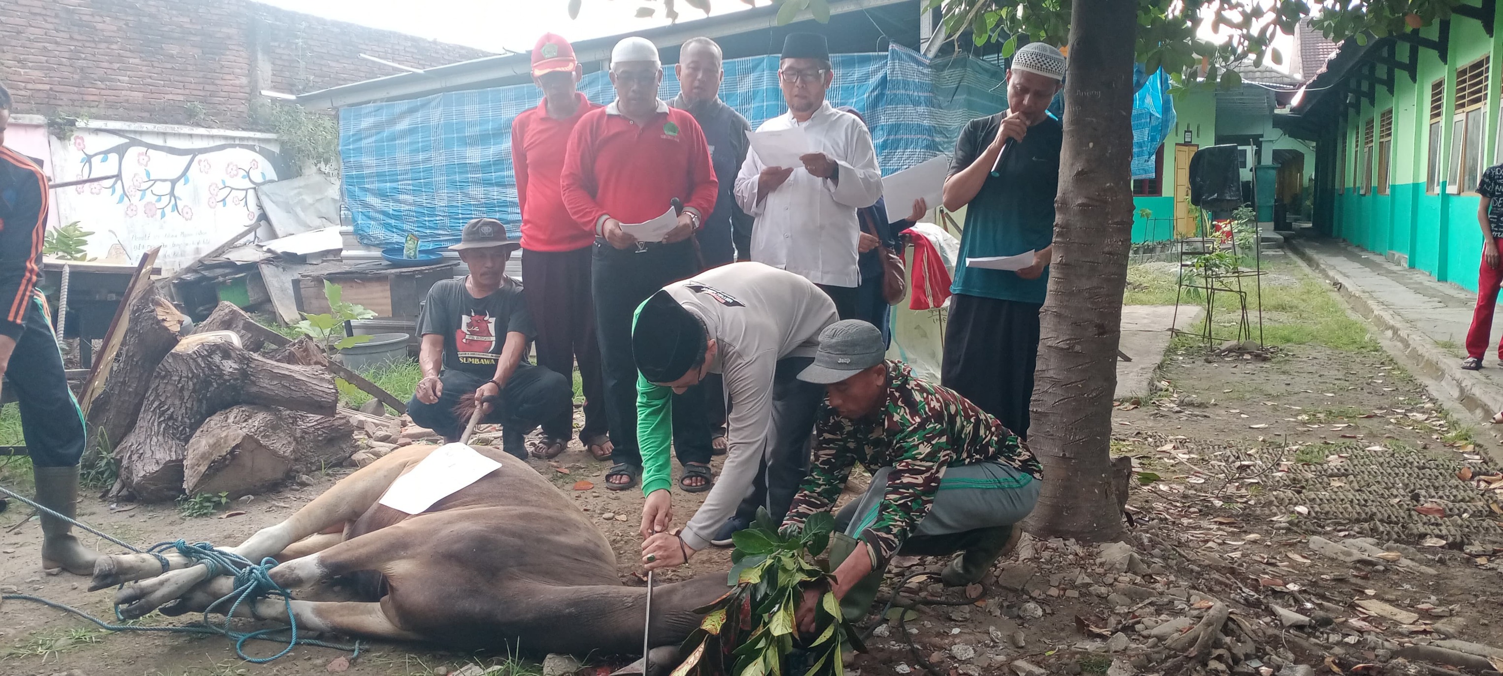 Lebih dari 2.600 Hewan Kurban Dipotong di Kabupaten Sumbawa, Seluruhnya Sehat