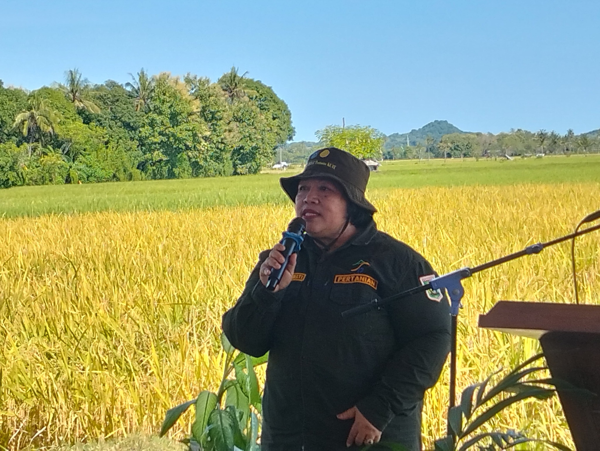 Bupati dan Wakil Bupati Sumbawa Hadiri Panen Raya Padi Serentak di Desa Kakiang