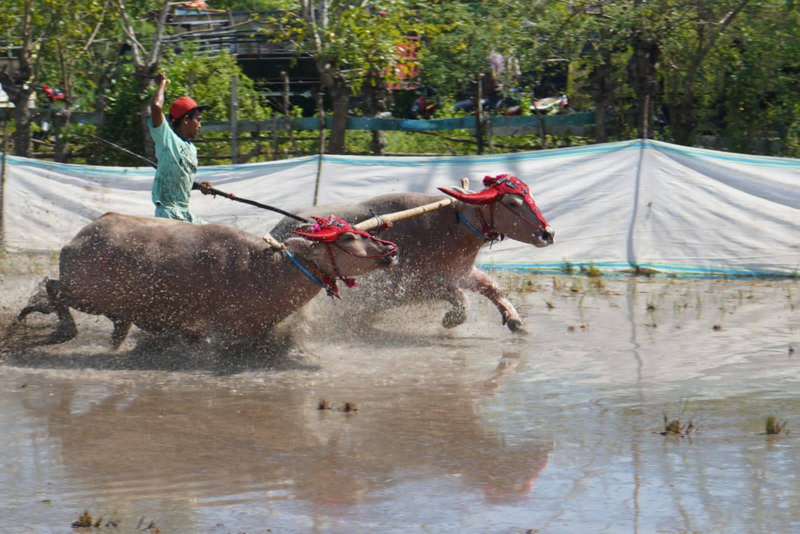 Pelaksanaan Barapan Kebo dalam Rangka HUT Desa Lamenta ke-21